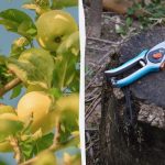 Acești copaci trebuie neapărat să fie tăiați înainte de sfârșitul