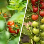 Cum să treci peste roșii după 20 iulie: fructele vor