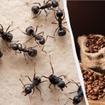 Insectele vor uita drumul în casa ta: un remediu dovedit