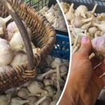 Sigur să nu putrezească sau să se ofilească: cum să