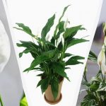Spathiphyllum va înflori luxuriant dacă îl hrăniți cu acest produs