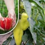 Ai nevoie doar de două lingurițe: cu ce să hrănești