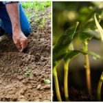 August nu este sfârșitul sezonului: un cultivator de dacha a