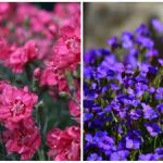 Ce flori să plantați în primăvară în grădină și în