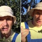Cum să distrugeți portulaca în grădina de legume: metoda chineză