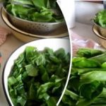 Cum să pregătiți sorrel pentru iarnă – o metodă simplă