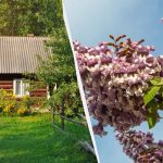 Expert numit plante care nu ar trebui să fie plantate