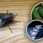 Muștele vor dispărea instantaneu: cele mai bune remedii naturale împotriva