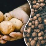 Păstrați perfect până la primăvară: unde să depozitați corect cartofii