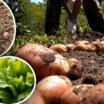 Patul după cartofi vă poate surprinde: iată ce să semănați