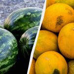 Pepenii și pepenii vor fi ca „Kherson’s”: ce să hrăniți