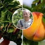 Piersicile vor fi recunoscătoare: a fost numit un medicament miraculos