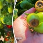 Putregaiul vertex pe roșii: un grădinar a dezvăluit o metodă