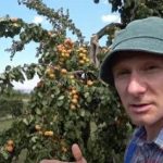 Ramură ruptă: cum să resuscitezi copacul și să salvezi recolta