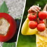 Un singur tratament este suficient: cum să salvați roșiile de