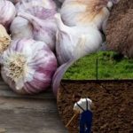 Usturoiul de iarnă nu-i place: grădinarul a descoperit secretul patului
