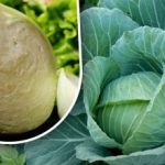 Varza poate fi depozitată toată iarna fără pierderi: o metodă