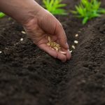 Ce plante este mai bine să plantezi în septembrie: grădinarii