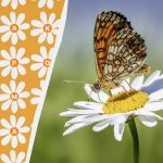 Doar 3% dintre genii pot găsi cuvântul „daisy” în 10