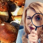 Doar persoanele cu IQ-uri superputernice vor vedea o piatră printre