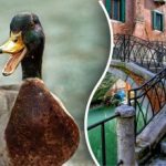 Găsiți rața din imagine în 10 secunde: doar câteva persoane