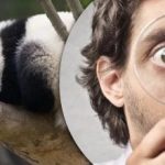 Test de viziune acută: numai un geniu ar găsi trei